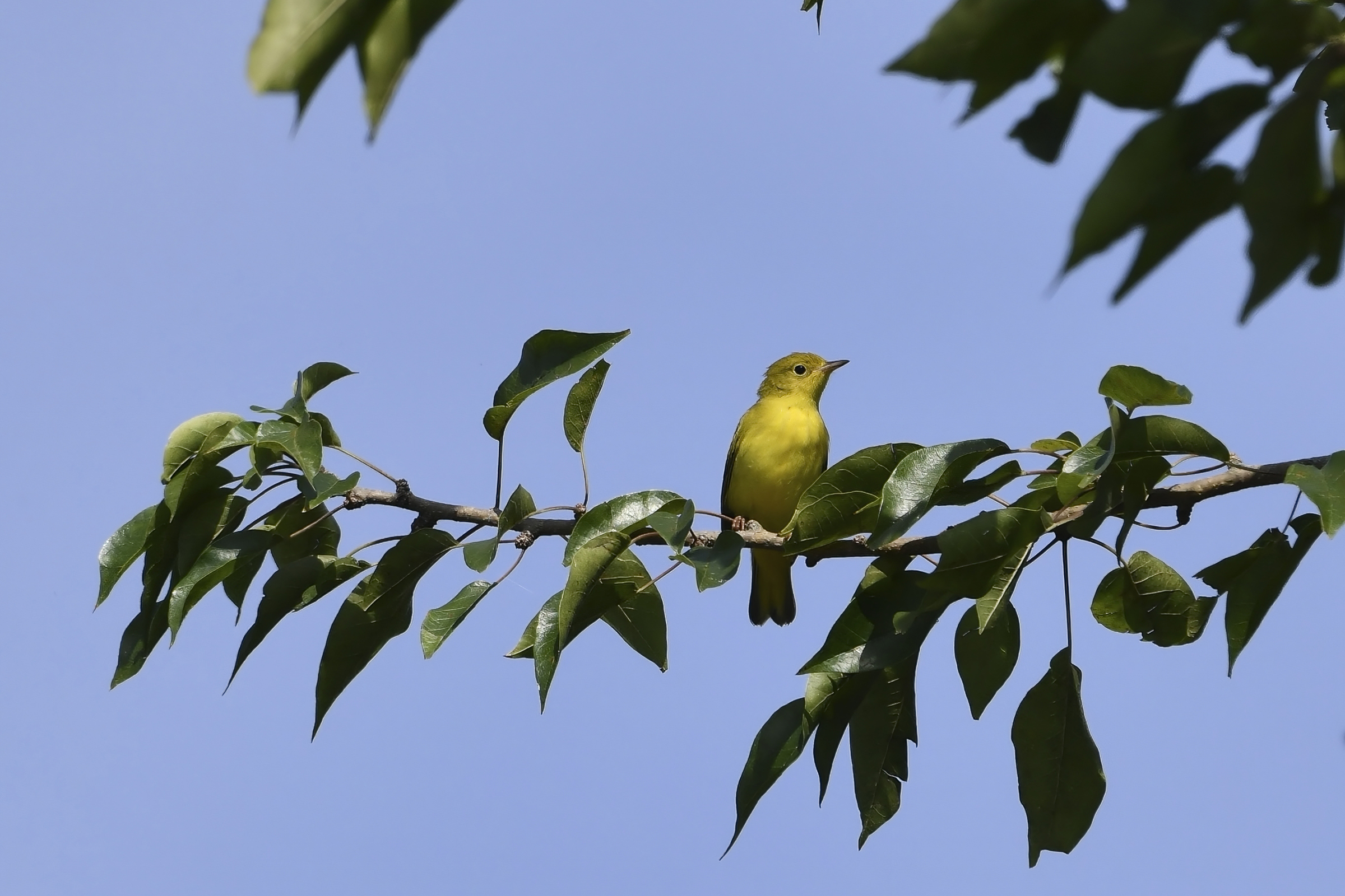 Yellow Warbler - Immature, photo by Gerco Hoogeweg