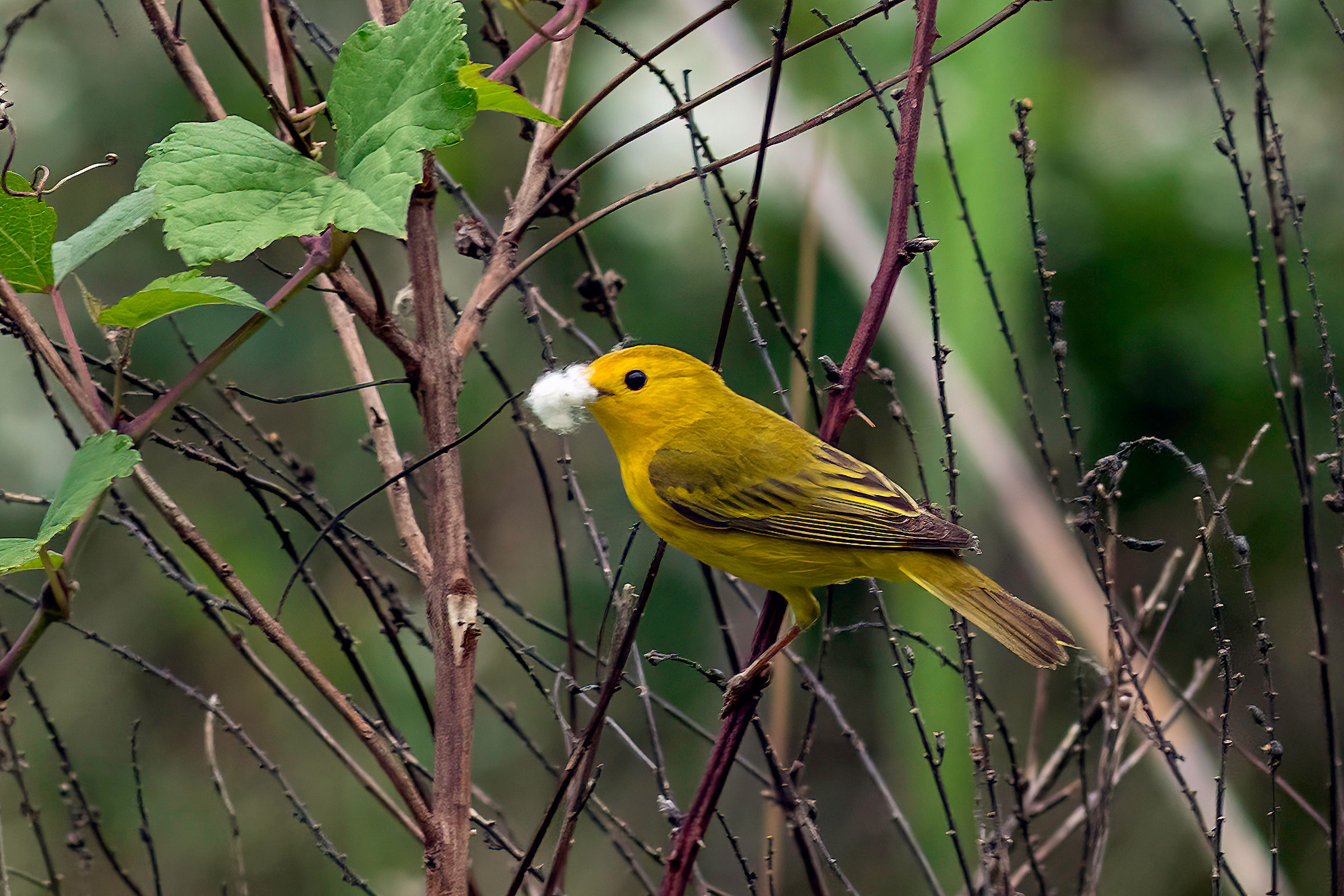 Yellow Warbler - Female with nesting material, photo by Todd Kiraly
