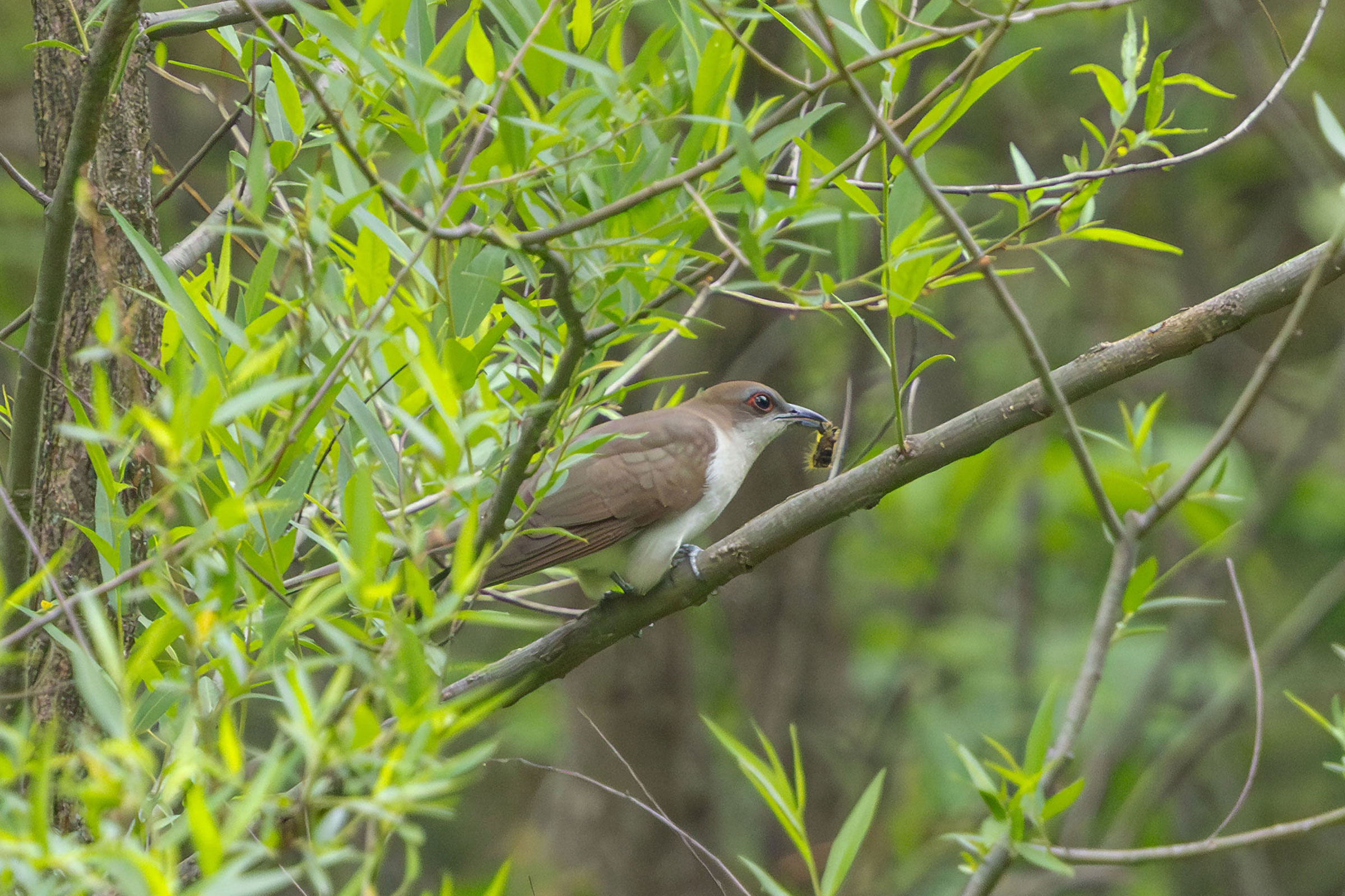 Black-billed Cuckoo - Carrying food, photo by Todd Dixon
