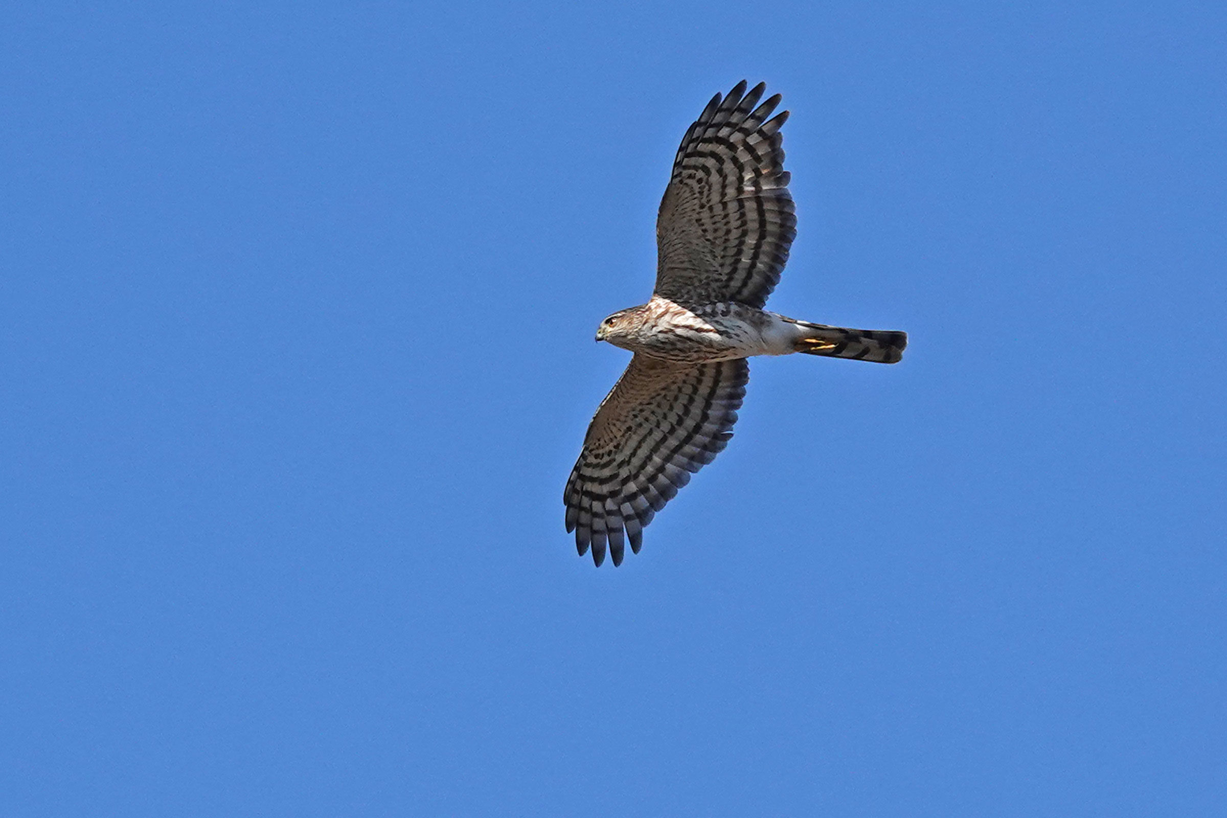 Sharp-shinned Hawk - Immature in flight, photo by Alan Mitchnick
