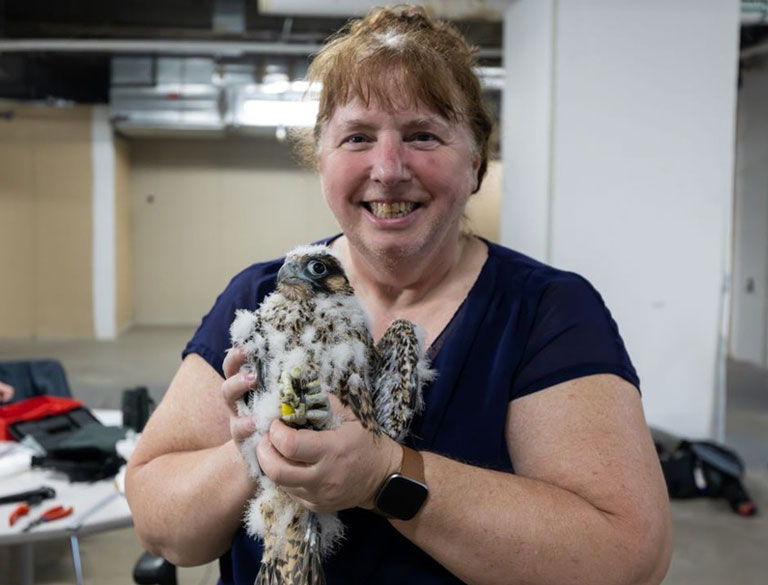 Peregrine Falcon Banding