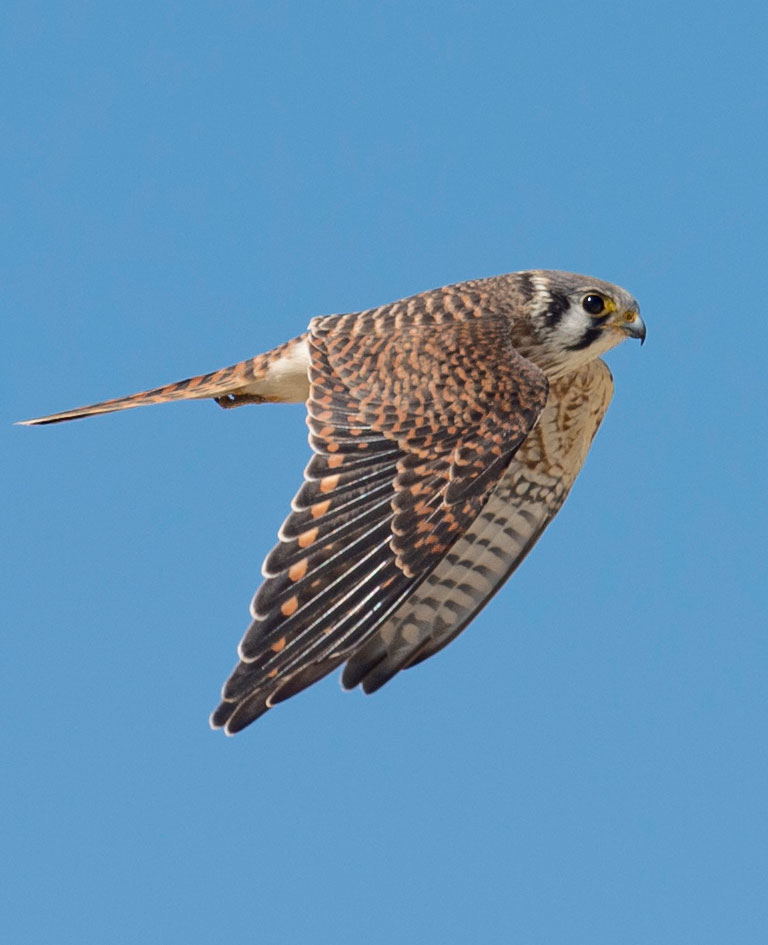 American Kestrel