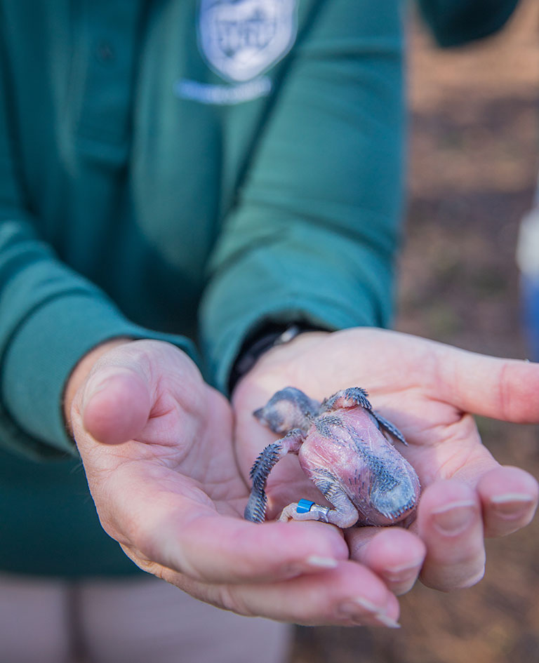 Banding Red Cockaded Woodpecker Chicks