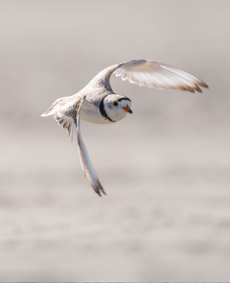 Piping Plover