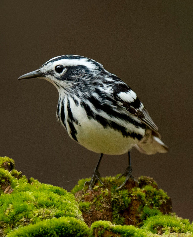 Black And White Warbler