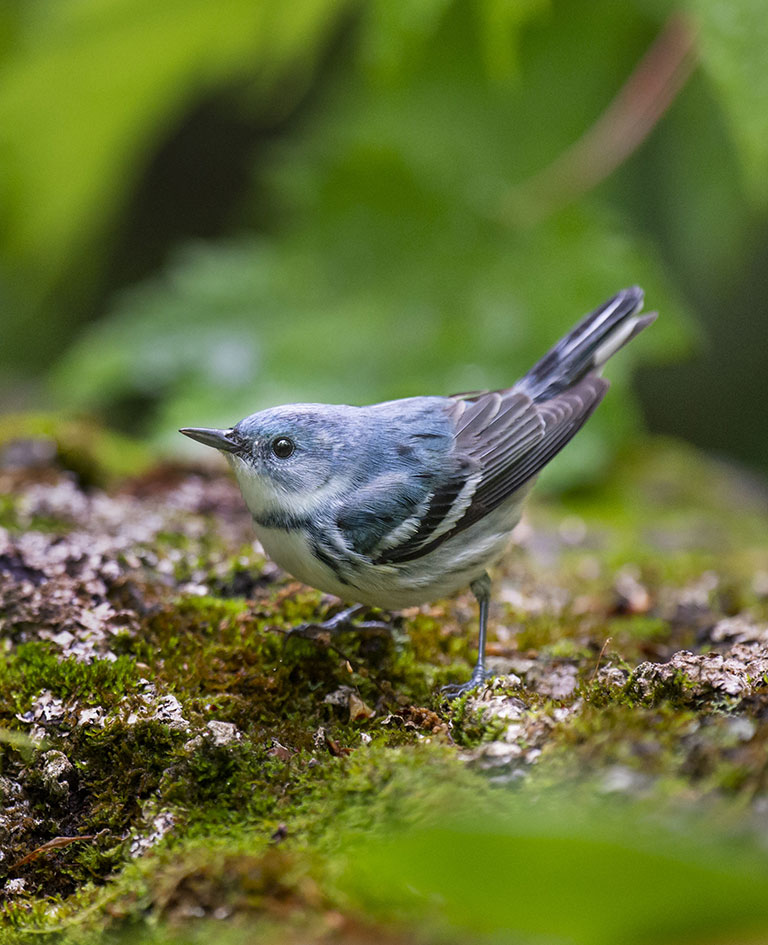 Cerulean Warbler