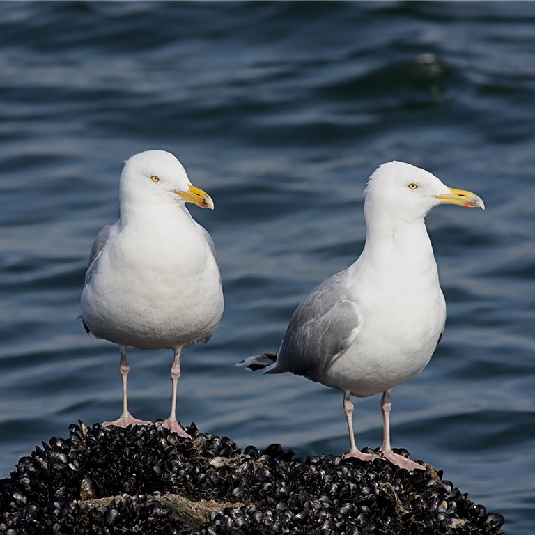 American Herring Gull
