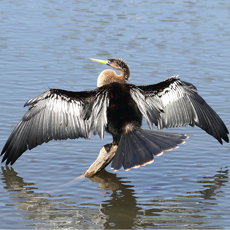 Anhinga