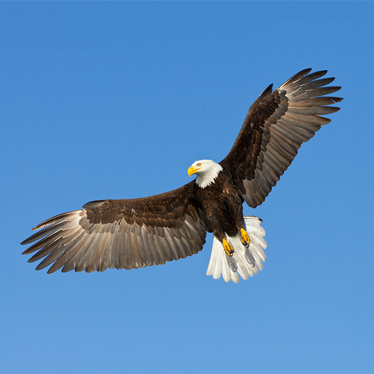 Bald Eagle