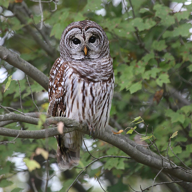 Barred Owl