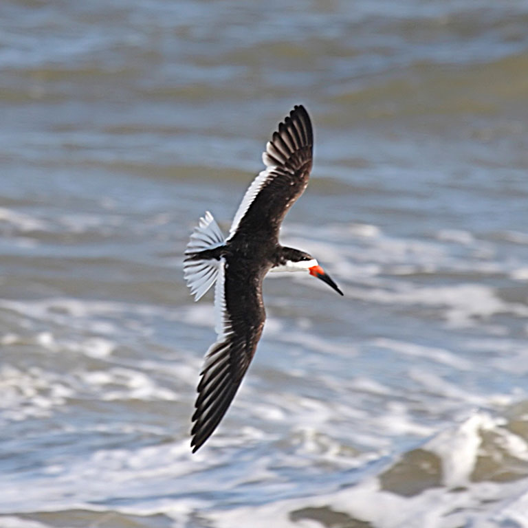 Black Skimmer