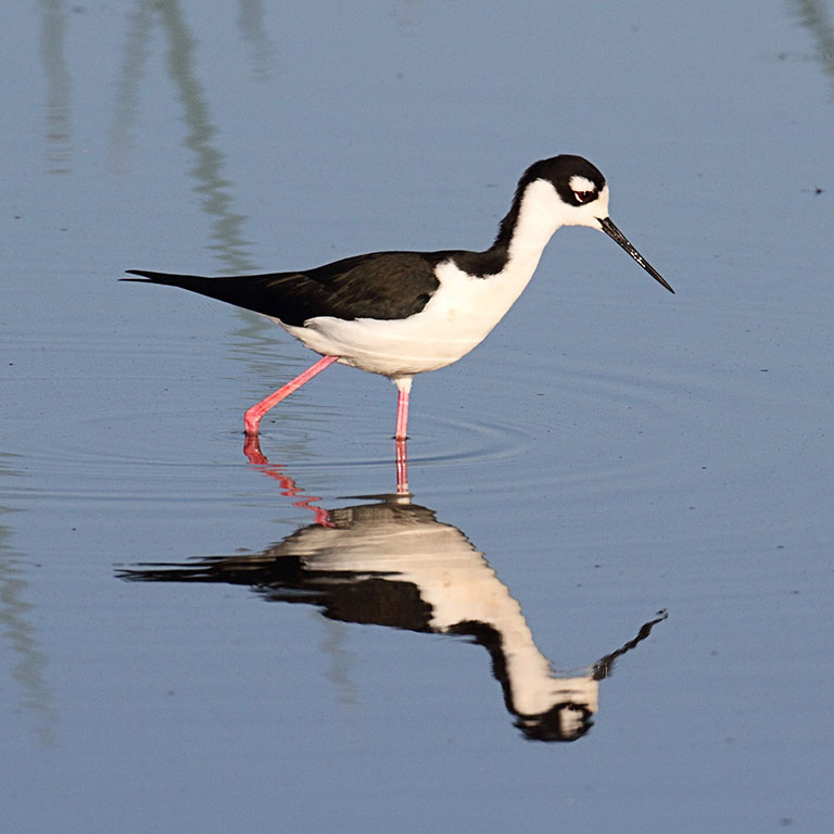 Black-necked Stilt