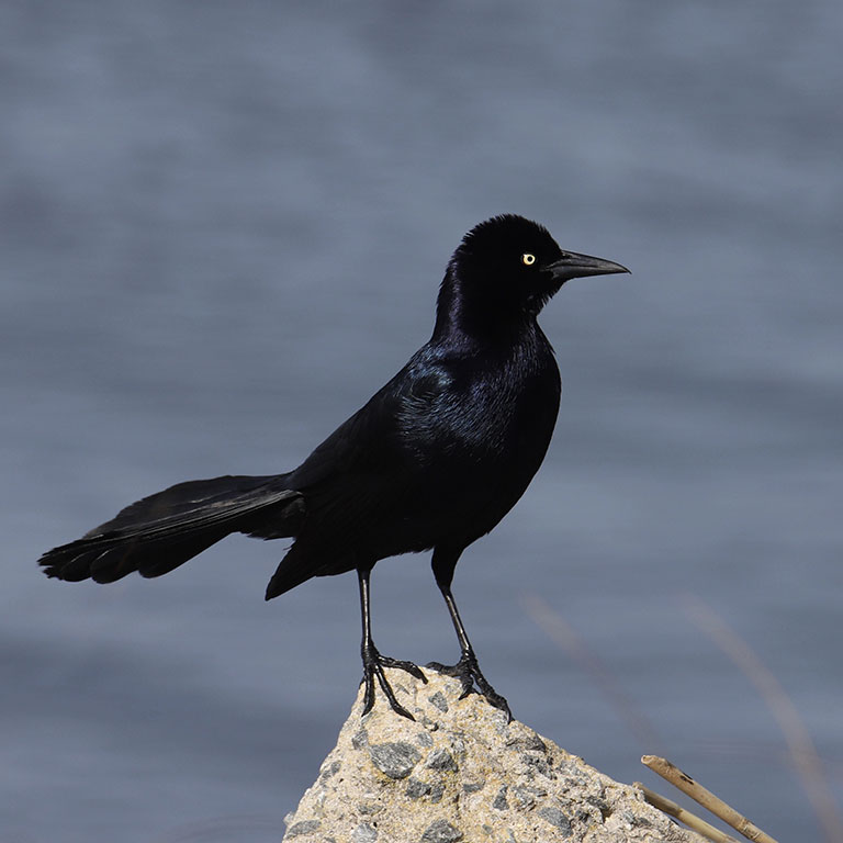 Boat-tailed Grackle