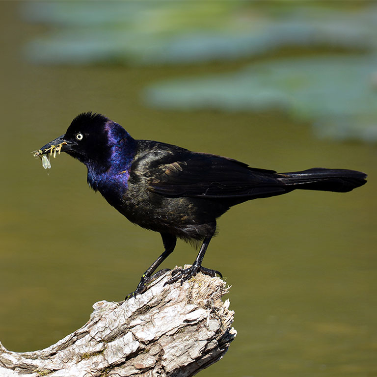 Common Grackle