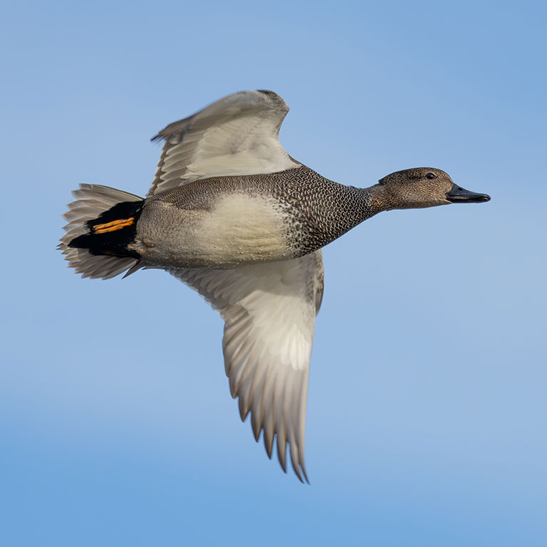 Gadwall