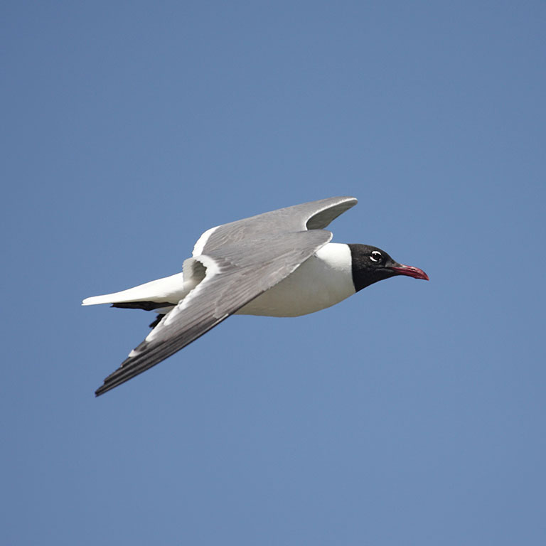 Laughing Gull