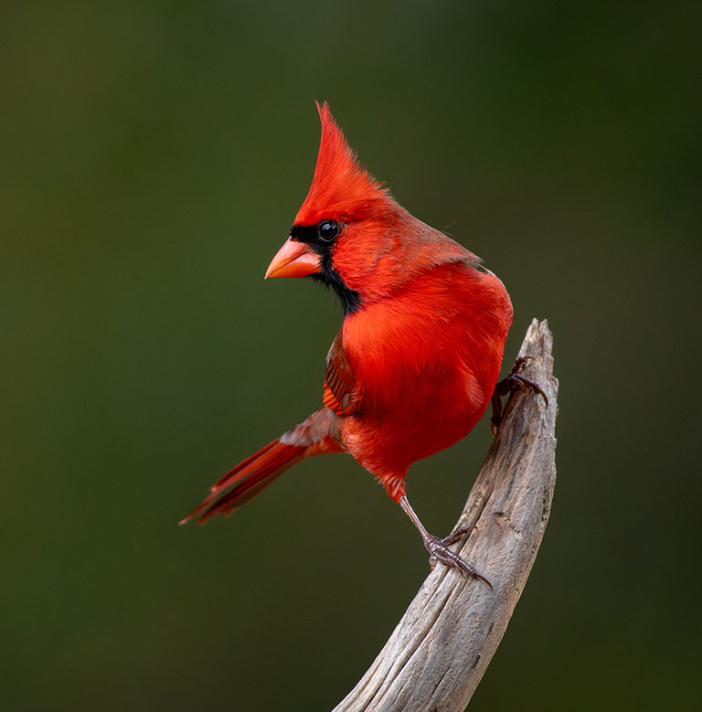 Northern Cardinal