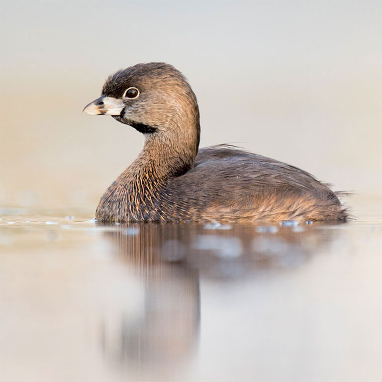 Pied-billed Grebe
