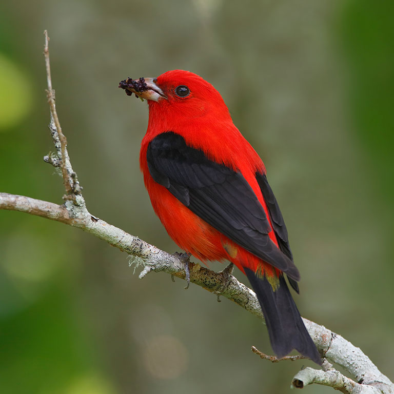 Scarlet Tanager