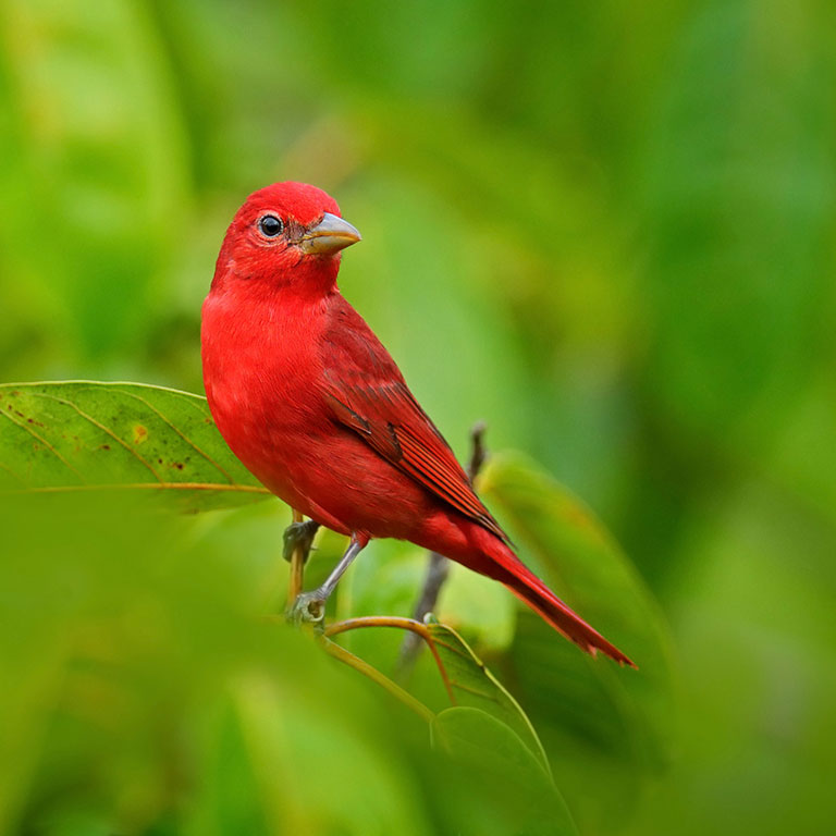 Summer Tanager