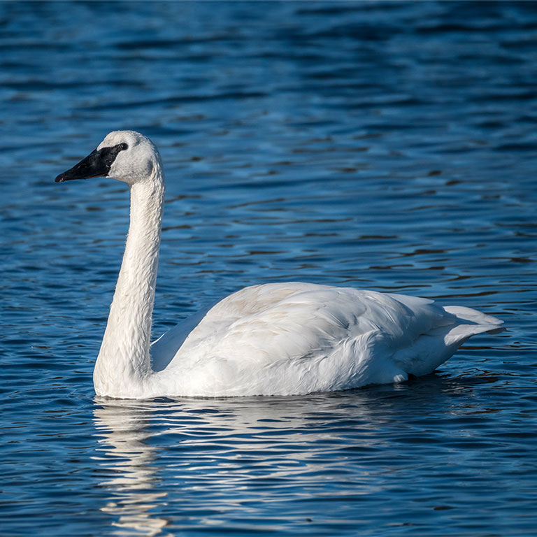 Trumpeter Swan