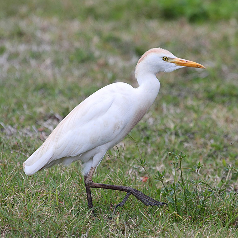 Western Cattle Egret