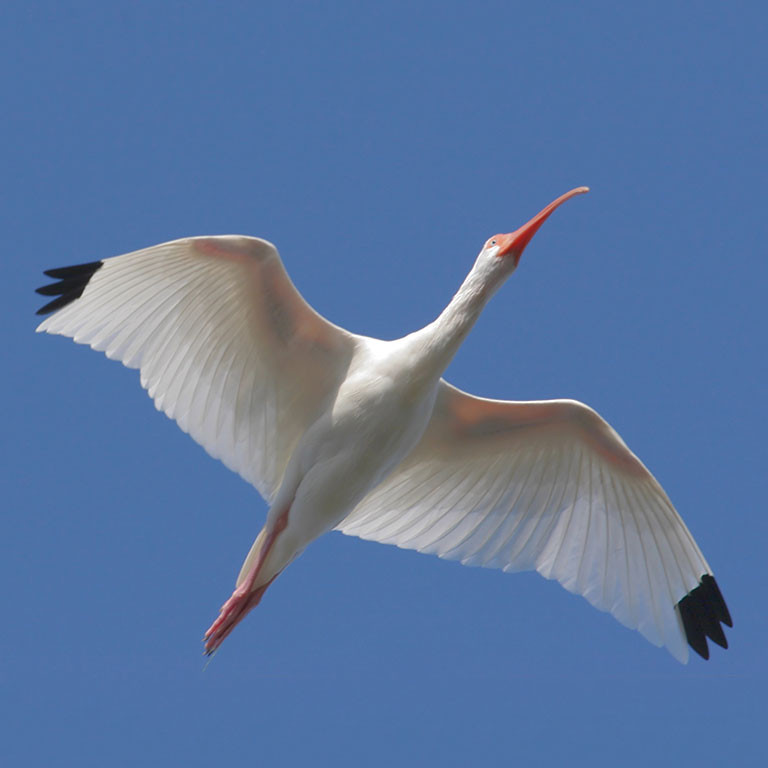 White Ibis