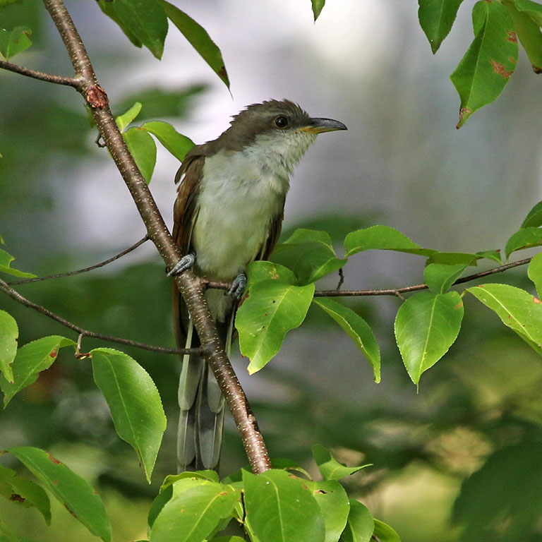 Yellow-billed Cuckoo