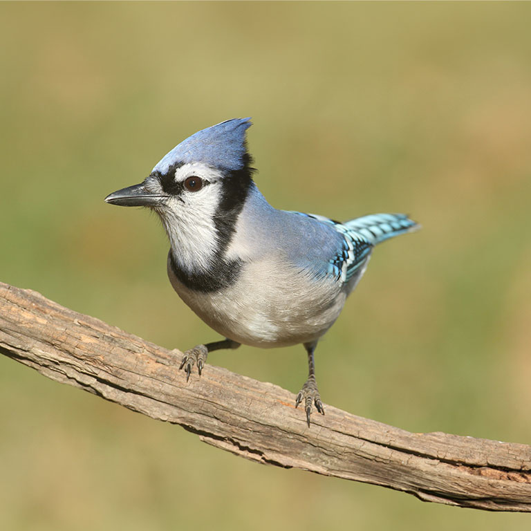 Blue Jay