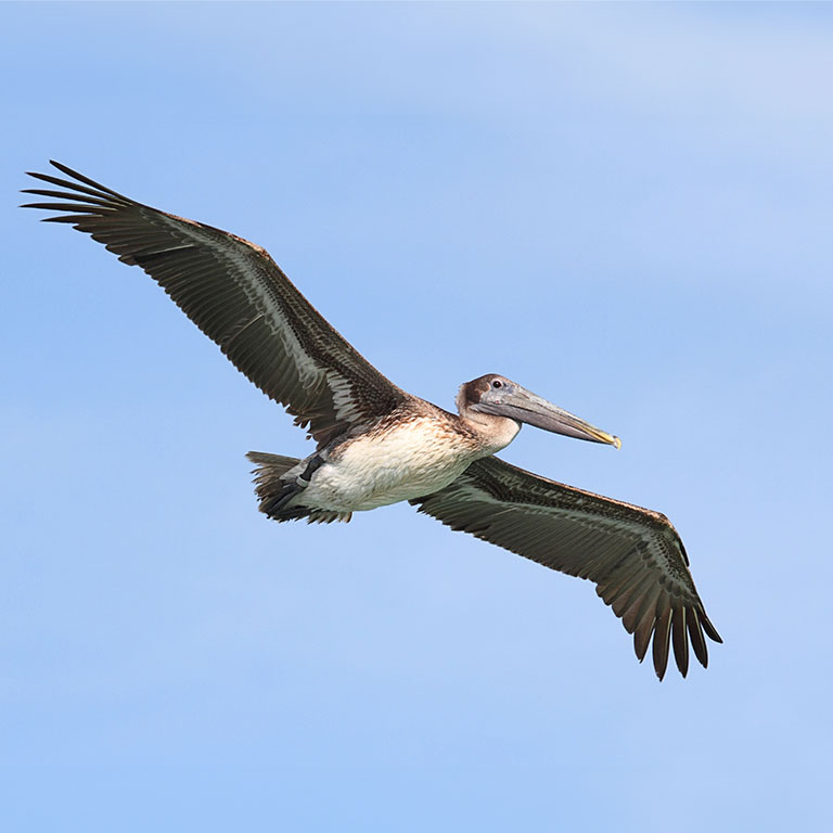 Brown Pelican