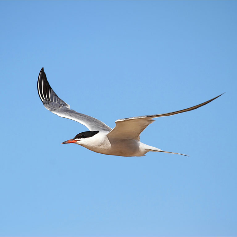 Common Tern