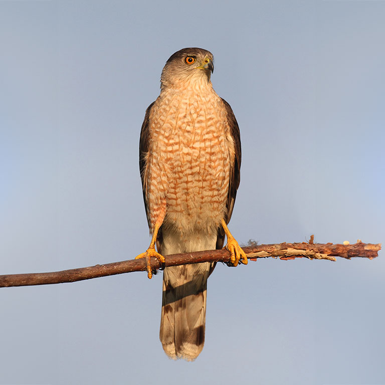 Coopers Hawk