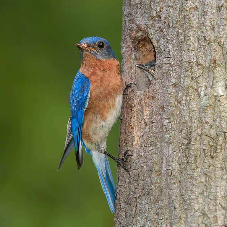 Eastern Bluebird