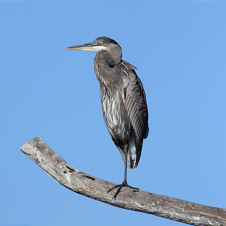 Great Blue Heron