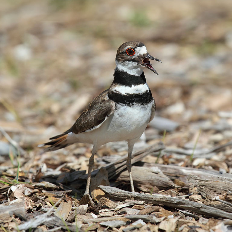 Killdeer