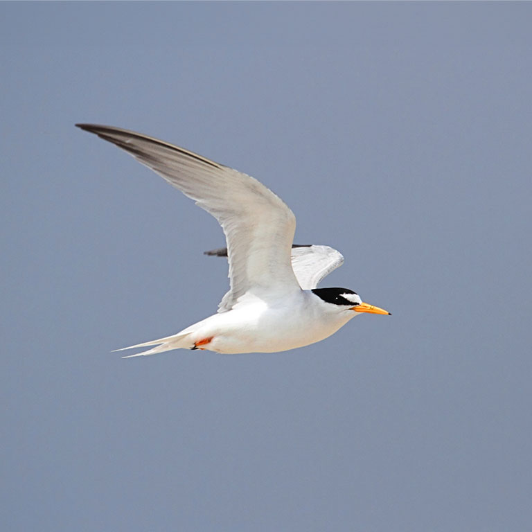 Least Tern
