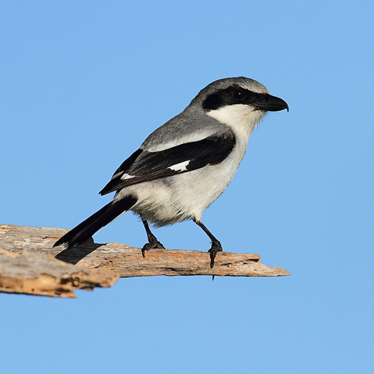 Loggerhead Shrike