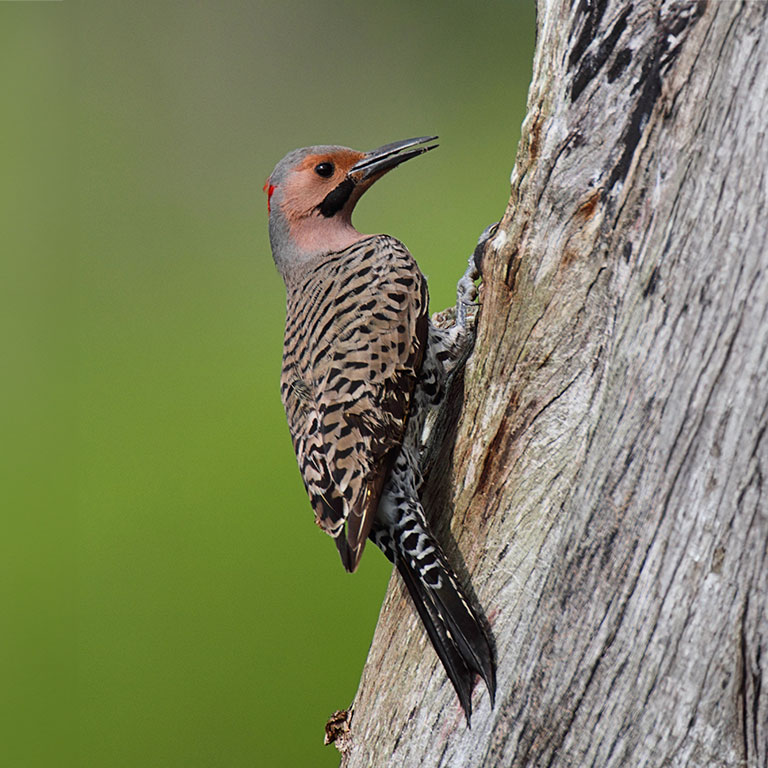 Northern Flicker