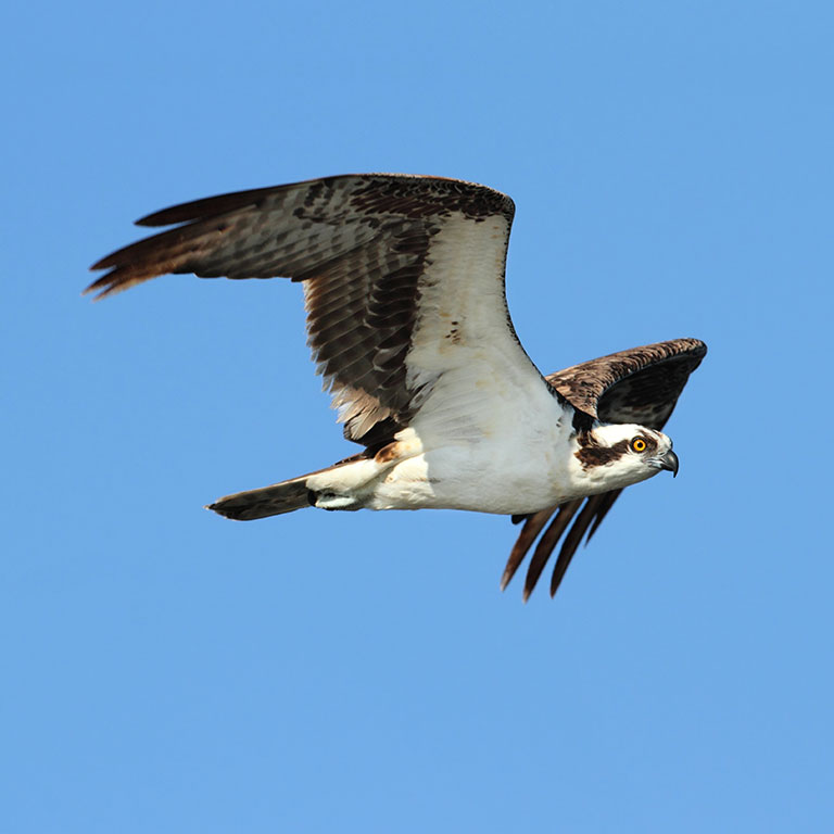 Osprey