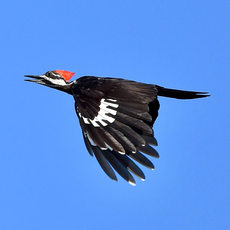 Pileated Woodpecker