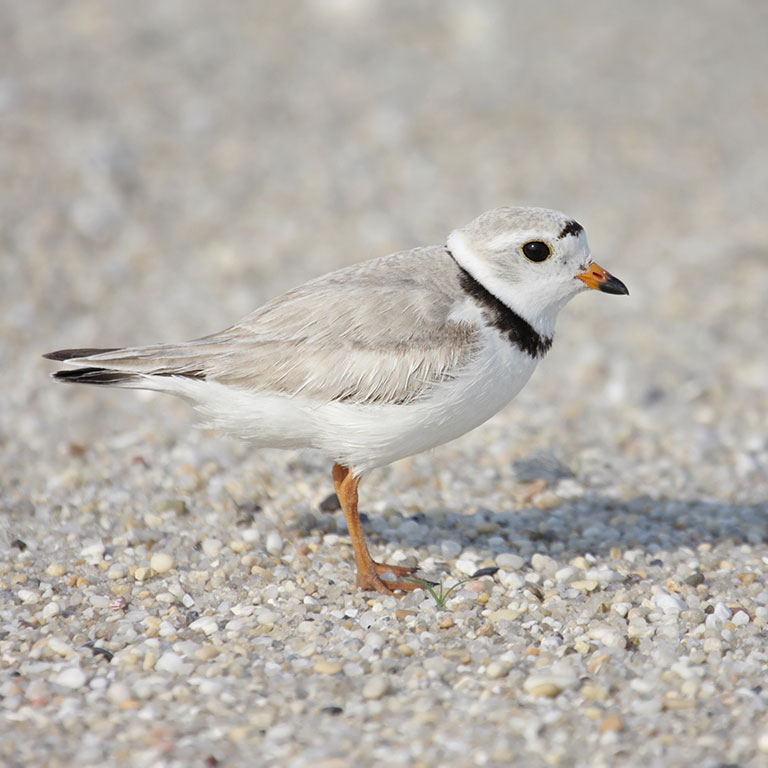 Piping Plover