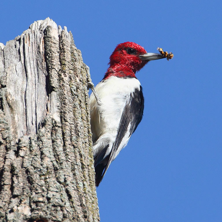 Red-headed Woodpecker