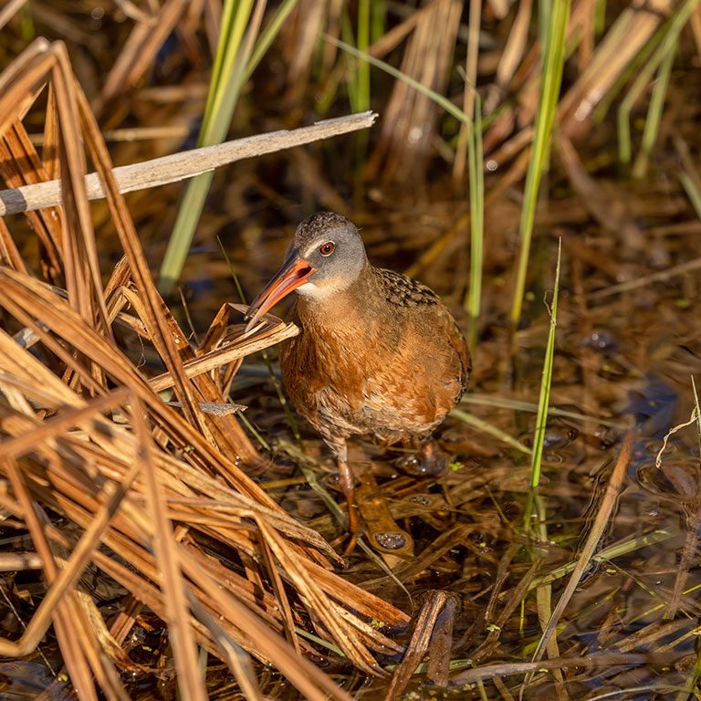 Virginia Rail