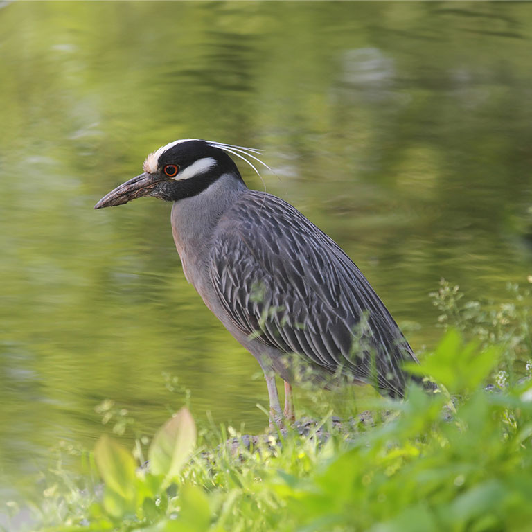 Yellow-crowned Night Heron