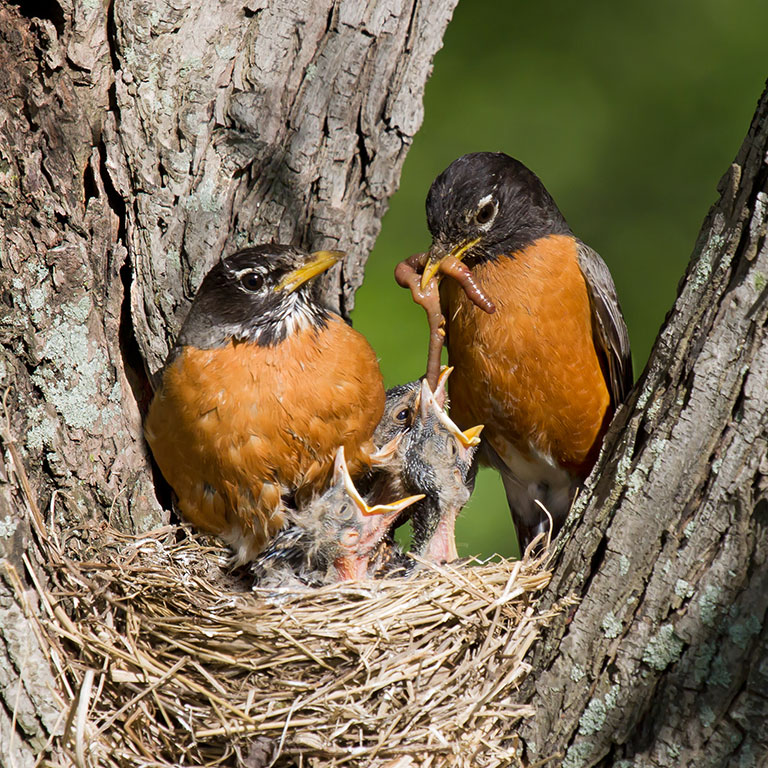 American Robin
