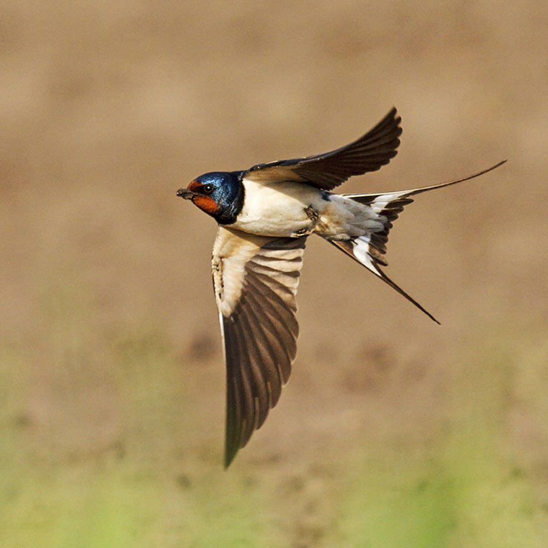 Barn Swallow