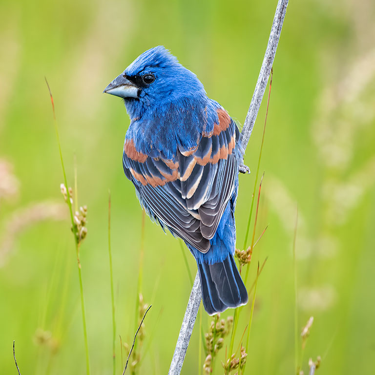 Blue Grosbeak
