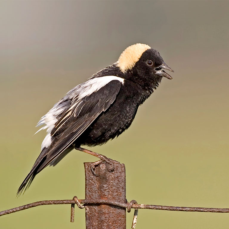 Bobolink