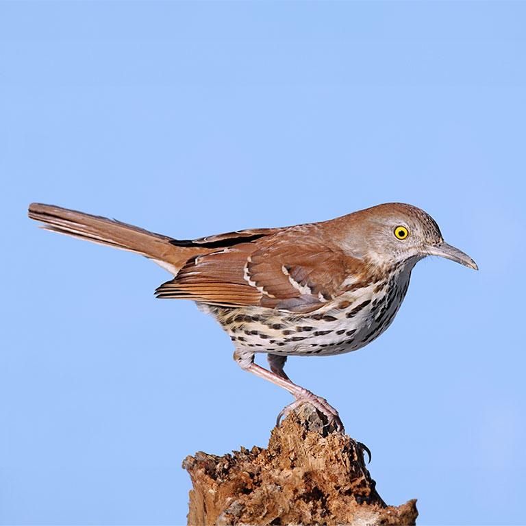 Brown Thrasher