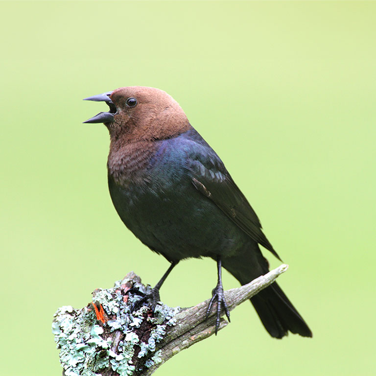Brown-headed Cowbird